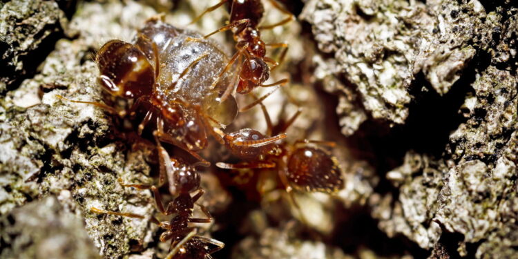 A forma mais eficaz de manter sua casa livre de pragas