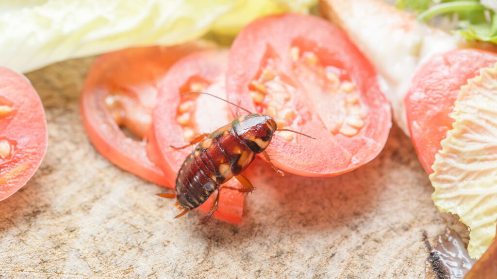 Como manter sua cozinha livre de pragas usando apenas ingredientes naturais