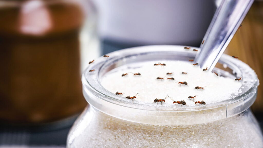 Como manter sua cozinha livre de pragas usando apenas ingredientes naturais