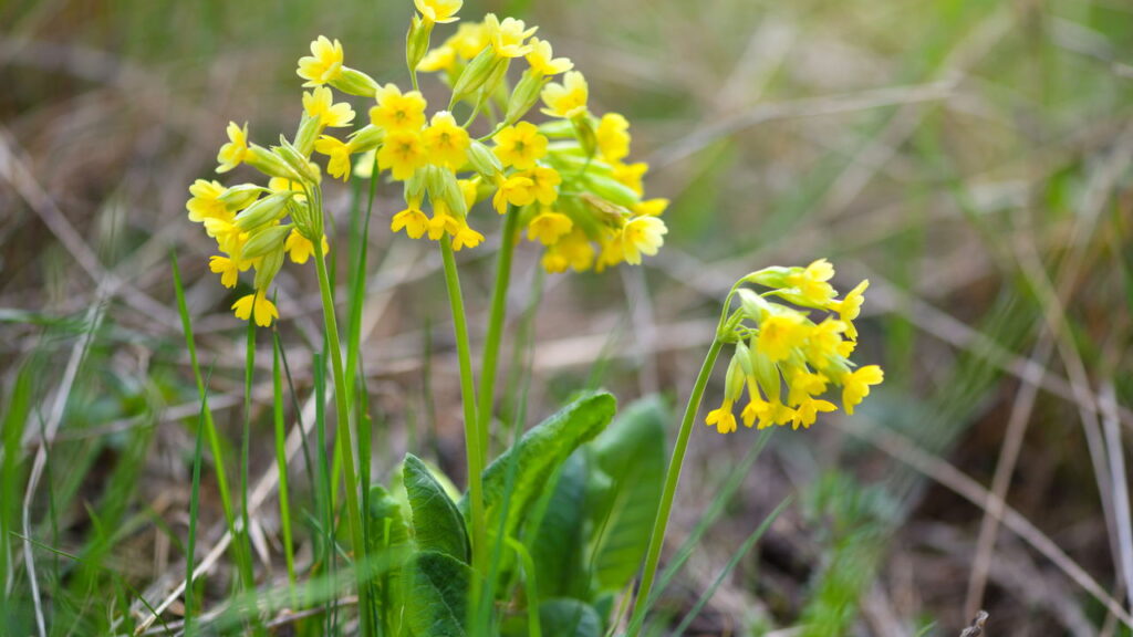 As 3 plantas que conquistam o inverno com flores e folhas perfeitas