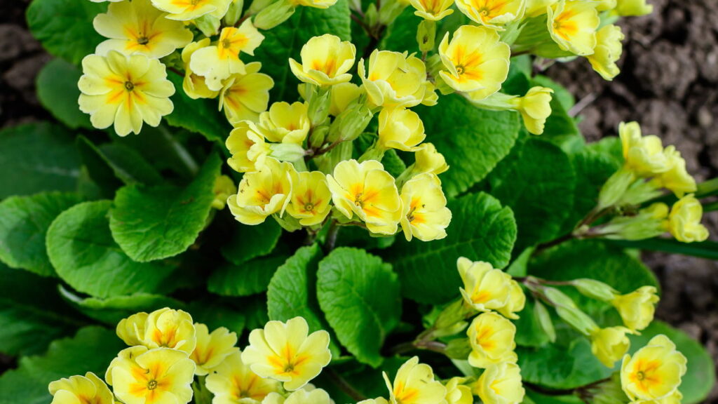 As 3 plantas que transformam o inverno em um espetáculo de cores