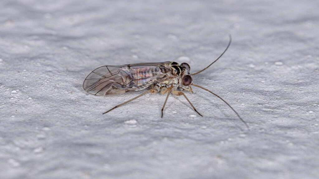 Vazamentos no banheiro realmente atraem pragas? Saiba agora