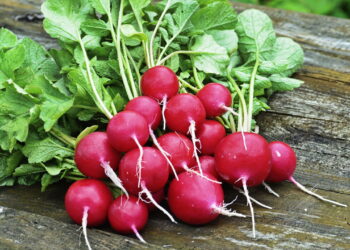 Hortaliça versátil e de rápido crescimento é ideal para jardins domésticos