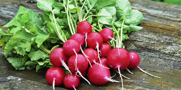 Hortaliça versátil e de rápido crescimento é ideal para jardins domésticos