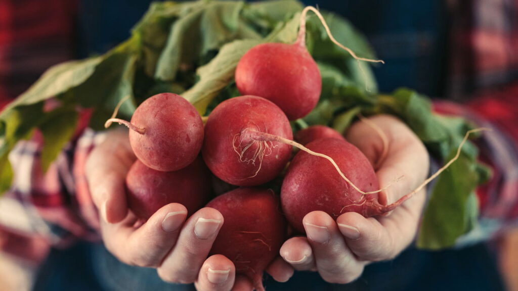 Hortaliça versátil e de rápido crescimento é ideal para jardins domésticos