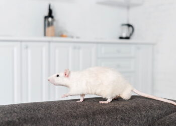3 truques para evitar que ratos danifiquem seus estofados