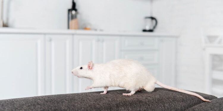 3 truques para evitar que ratos danifiquem seus estofados