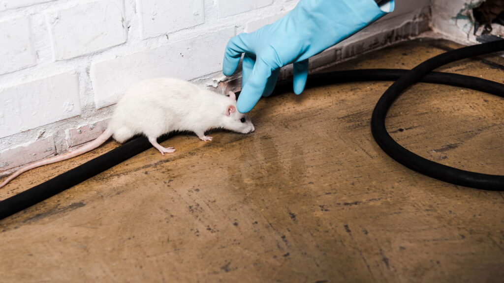 3 truques para evitar que ratos danifiquem seus estofados