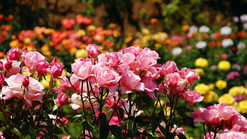 As 3 plantas que enchem o jardim da sua casa de flores na primavera