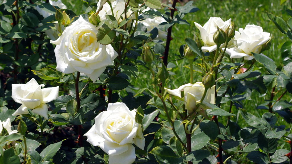 Ação hidratante que ajuda as plantas a resistirem ao calor e ao estresse