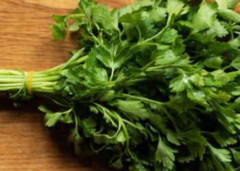 Erva amplamente usada na culinária e na jardinagem por seu aroma e sabor marcante