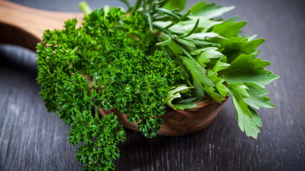 Erva amplamente usada na culinária e na jardinagem por seu aroma e sabor marcante