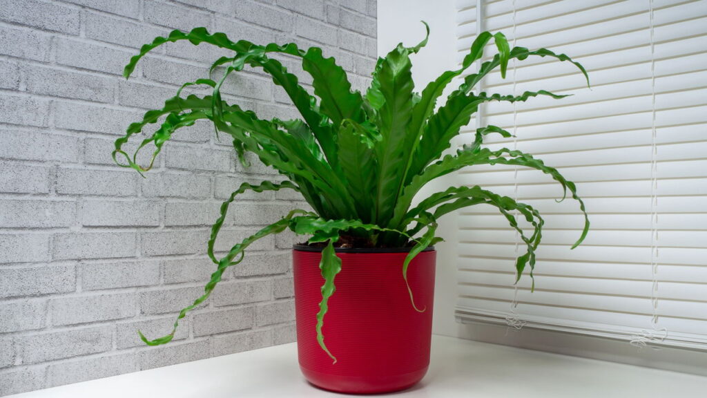 As 3 plantas que podem limpam o ar e tornam sua casa mais saudável!