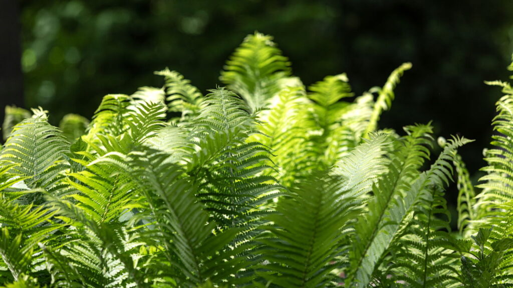 As plantas que estão melhorando a decoração dos lares
