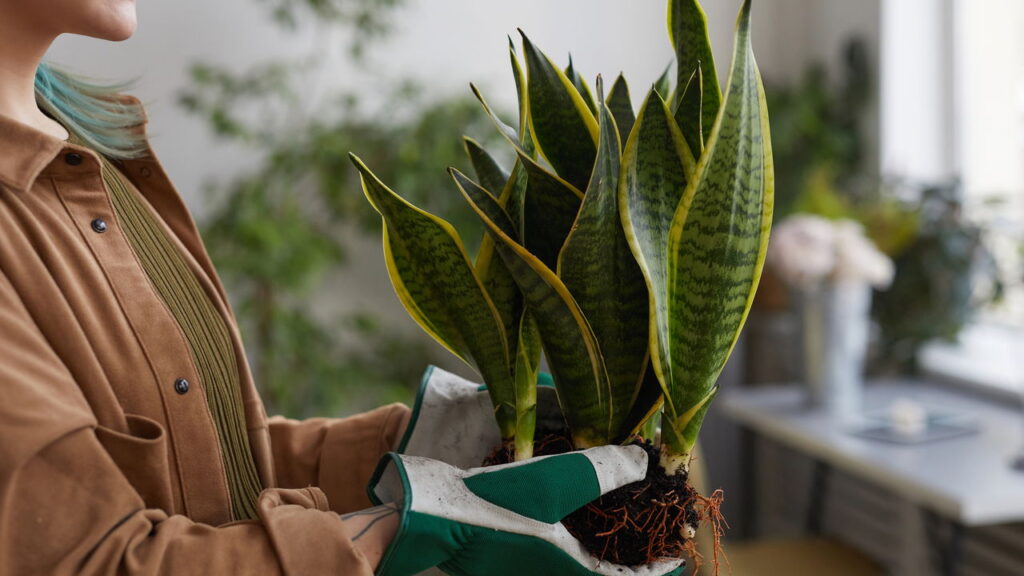 As 5 plantas que purificam o ar da sua casa