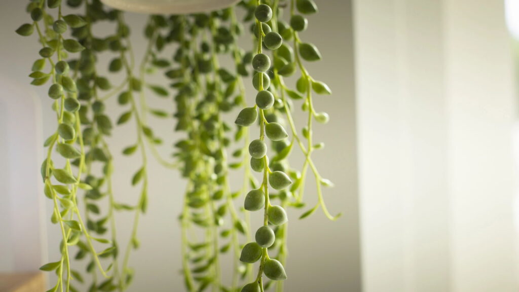 Plantas pendentes que estão dominando a decoração