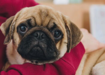 As raças de cachorro de focinho curto mais amadas pelos brasileiros
