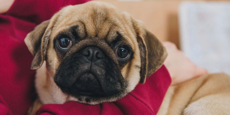 As raças de cachorro de focinho curto mais amadas pelos brasileiros
