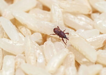 Como se livrar do gorgulho-do-milho de uma vez por todas