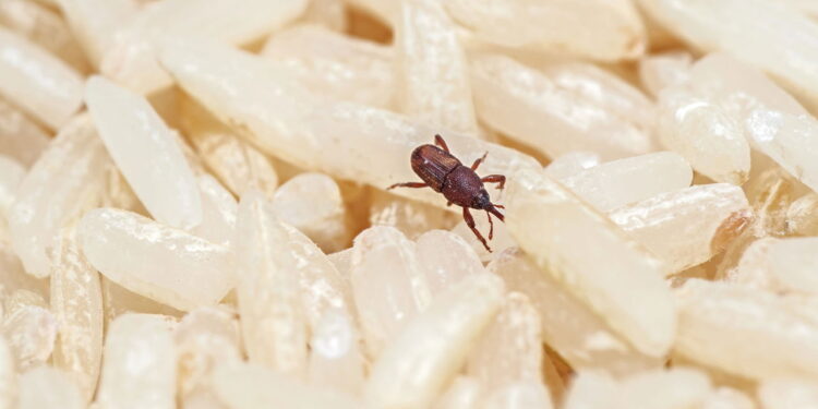 Como se livrar do gorgulho-do-milho de uma vez por todas