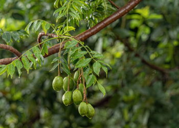 A fruta anti inflamatória que pode ser cultivada até na varanda