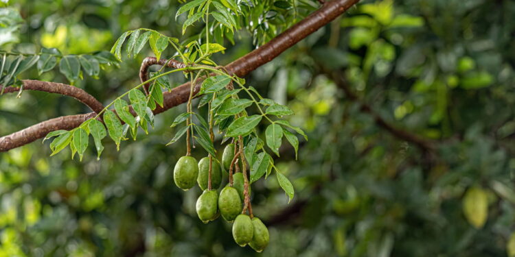 A fruta anti inflamatória que pode ser cultivada até na varanda
