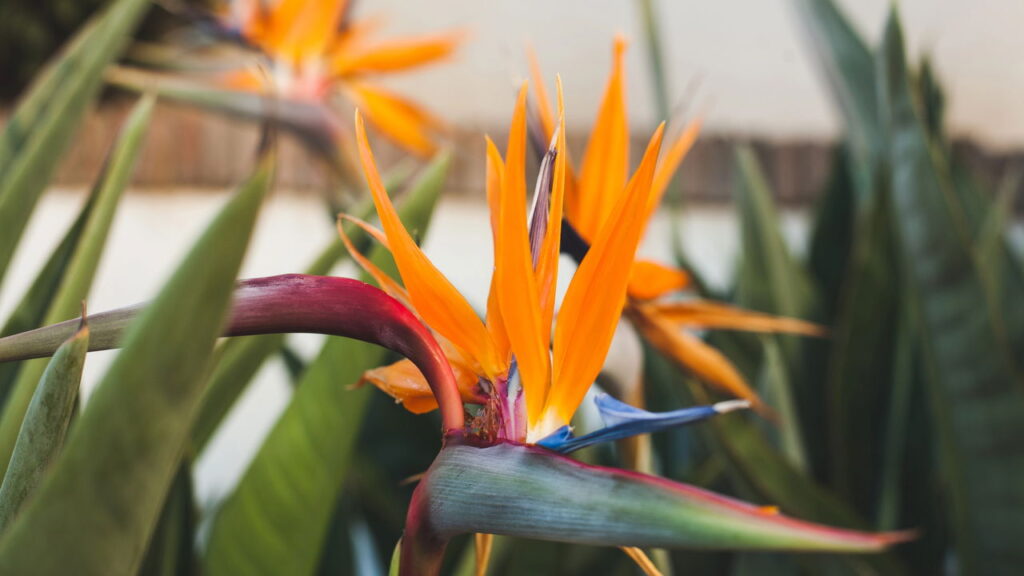 As 2 plantas raras que transformam seu jardim sem gastar muito