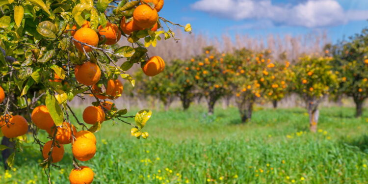 Fruta deliciosa e com sabor cítrico é simples de ter um cultivo em seu quintal