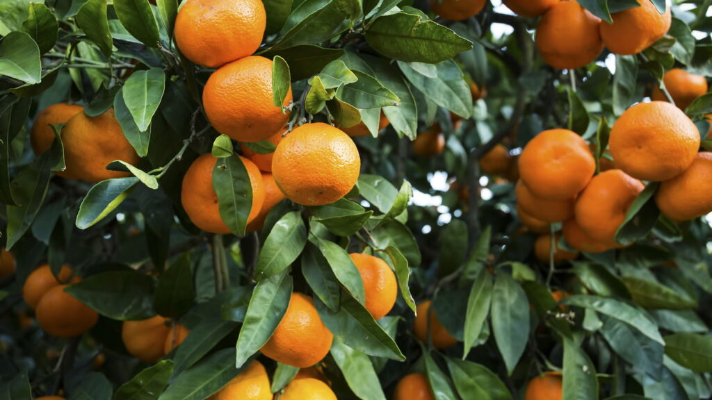 Fruta deliciosa e com sabor cítrico é simples de ter um cultivo em seu quintal