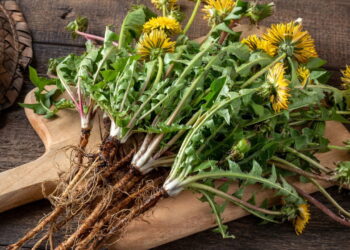 Essa planta ganhou espaço nos tratamentos naturais e tem motivo