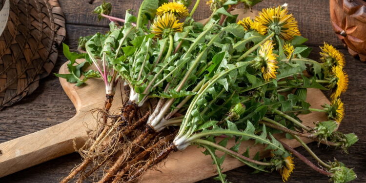 Essa planta ganhou espaço nos tratamentos naturais e tem motivo
