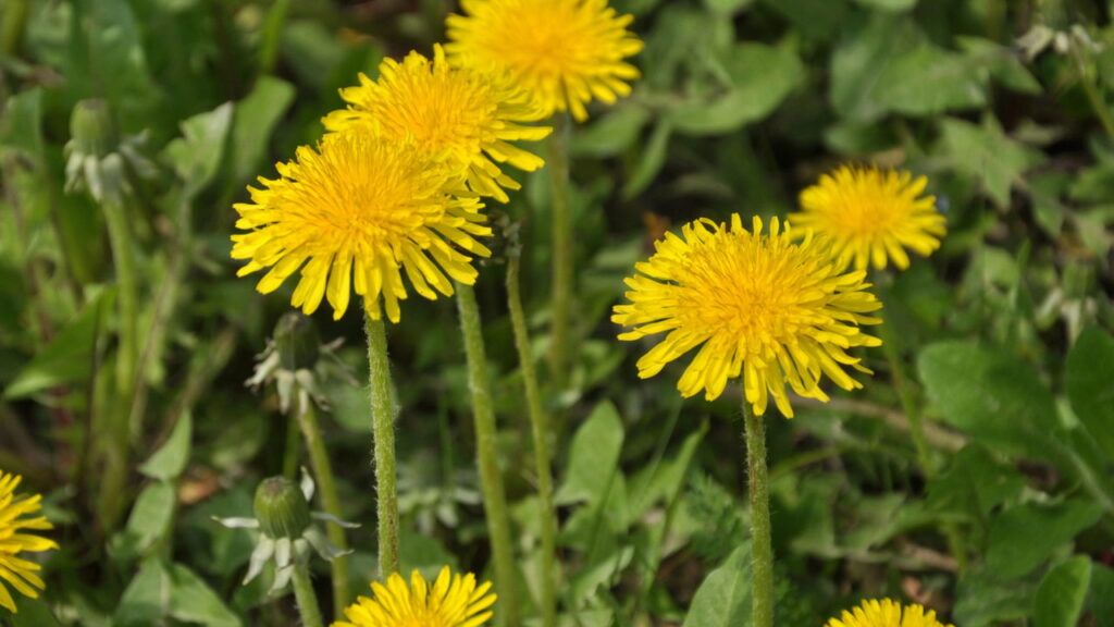 Essa planta ganhou espaço nos tratamentos naturais e tem motivo