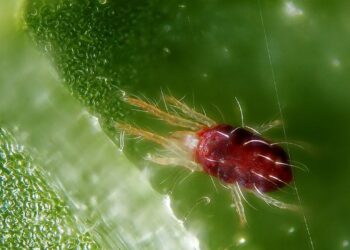 Como se livrar do ácaro das suas plantas de forma natural