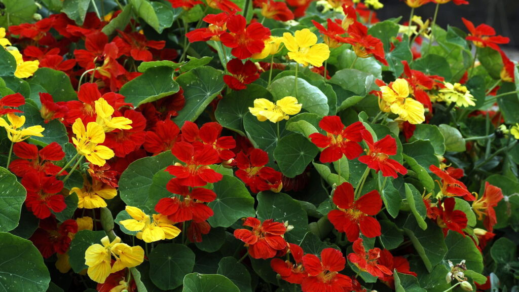 Plantas que atraem insetos e pragas para o seu jardim