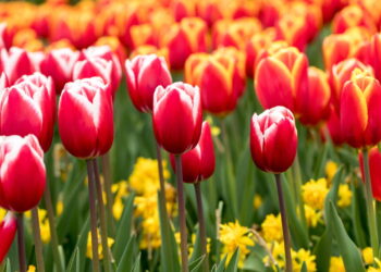 Flor elegante com aroma que apaixona qualquer é perfeita para sua casa