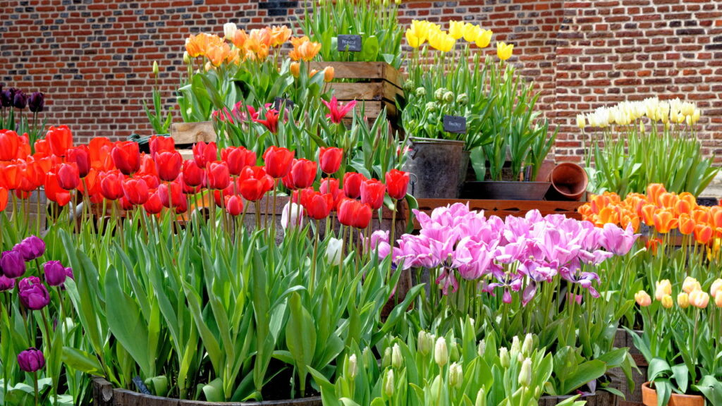 Flor elegante com aroma que apaixona qualquer é perfeita para sua casa