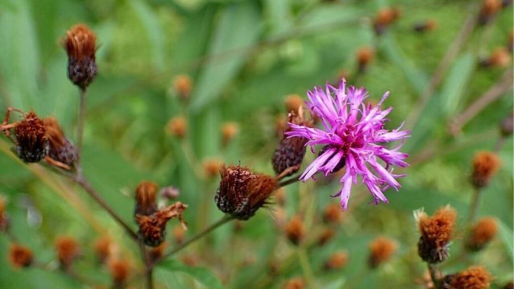 A flor que atrai beija-flores e pode transformar seu jardim em agosto
