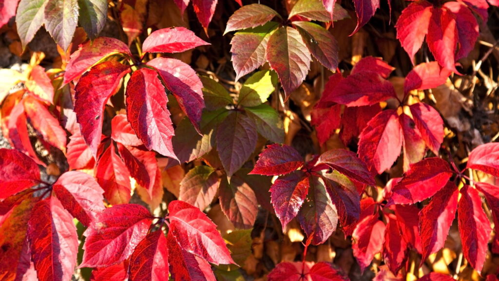 As 3 plantas que trazem cores vibrantes ao seu jardim no outono