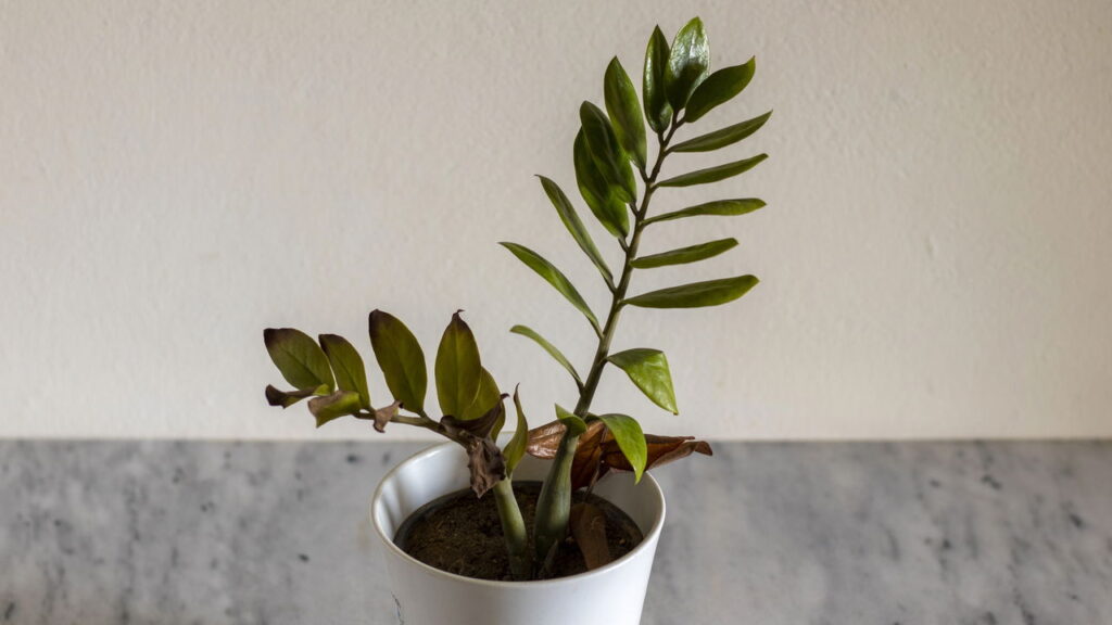 As 3 plantas ideais para ambientes pequenos e aconchegantes