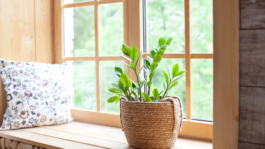 As 3 plantas que se adaptam a ambientes pequenos e modernos