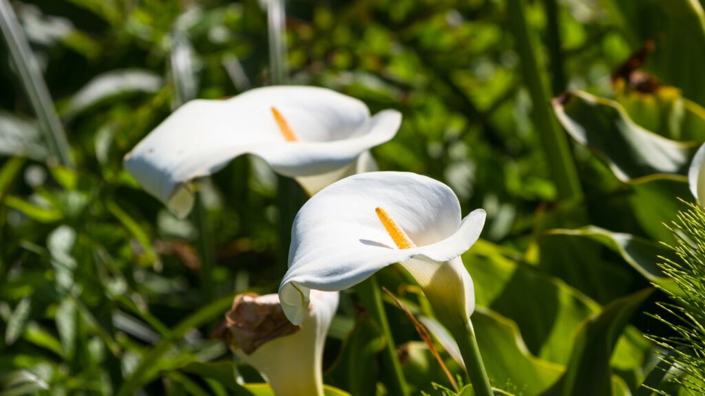 As 4 plantas tóxicas para pets