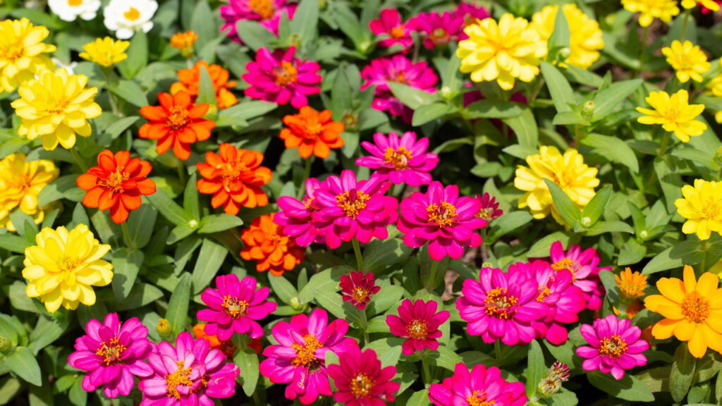 As 3 plantas sazonais que transformam seu jardim de primavera a verão