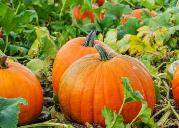 Confira as dicas fenomenais para cultivar um vegetal versátil com resultados satisfatórios!