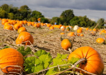 Com sabor doce e textura macia esse vegetal é amado pelo cultivo rápido