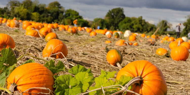 Com sabor doce e textura macia esse vegetal é amado pelo cultivo rápido