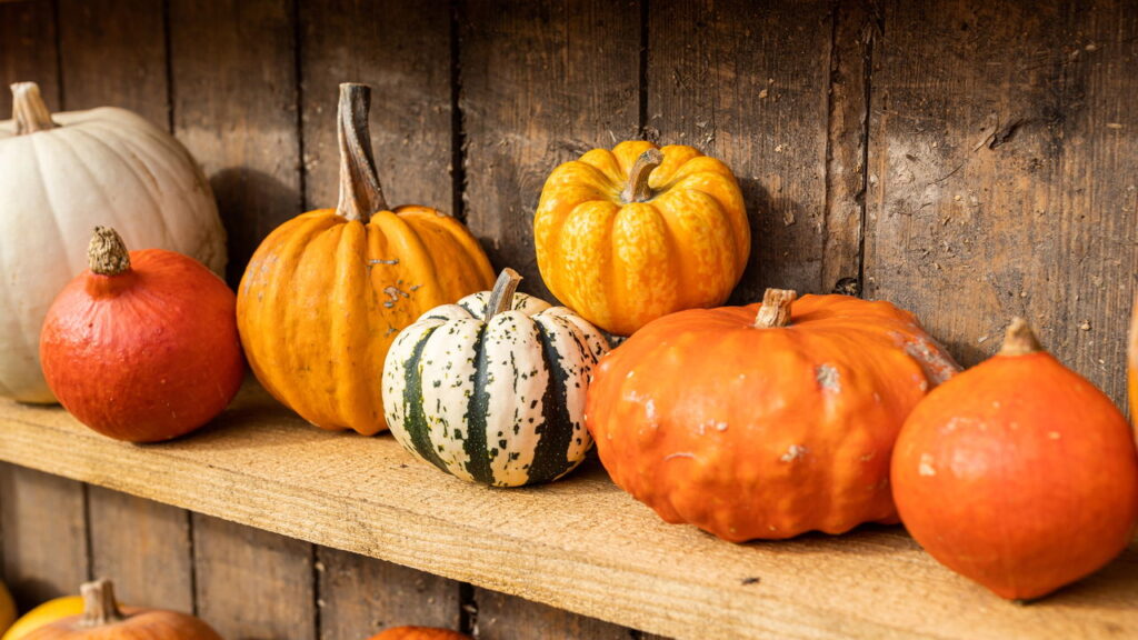 Com sabor doce e textura macia esse vegetal é amado pelo cultivo rápido