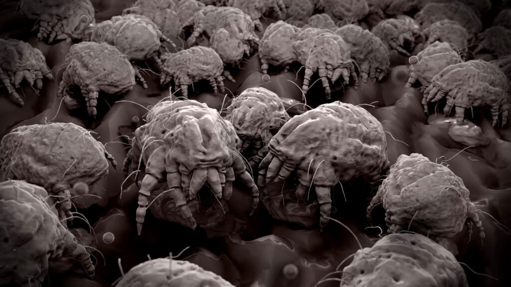 Diga tchau aos ácaros de alimentos: o método simples que protege seus mantimentos