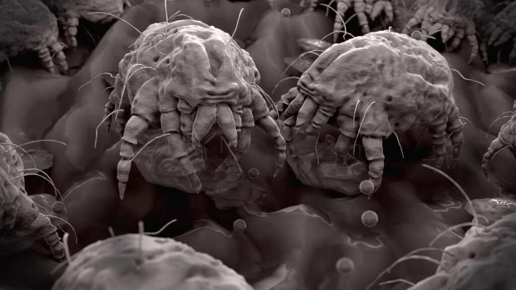 Usar água com sabão para combater ácaros: o truque que pode salvar suas plantas