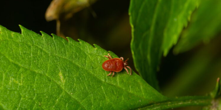 Usar água com sabão para combater ácaros: o truque que pode salvar suas plantas