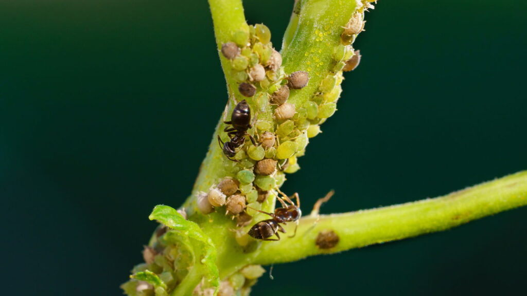 Usar água com sabão para combater ácaros: o truque que pode salvar suas plantas